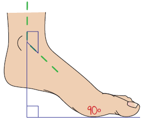 Diagram for deciding a heel wedge