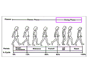 Swing Phase